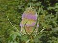 Dipsacus fullonum